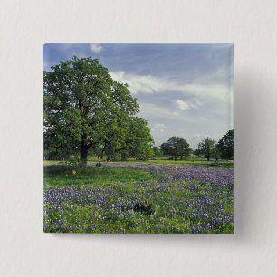 N.A, USA, Texas, Lake Buchanan, Eichen und Blau Button