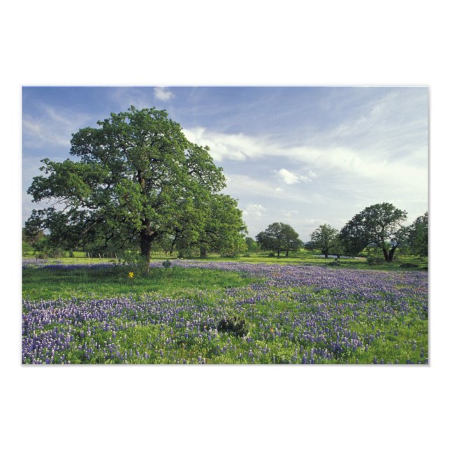 N.A., USA, Texas, Lake Buchanan, Oaks und Blue Fotodruck (Vorne)