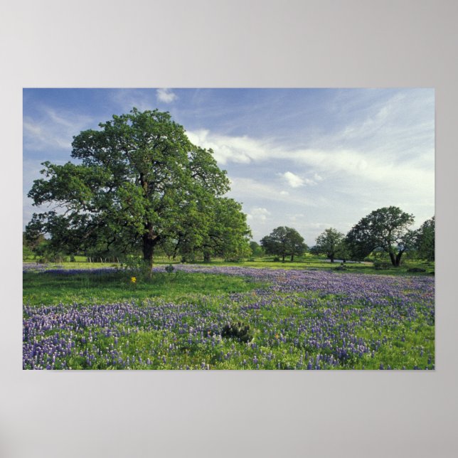 N.A., USA, Texas, Lake Buchanan, Oaks und Blue Poster (Vorne)