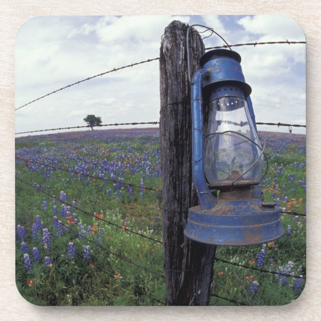 N.A., USA, Texas, Llano, Blue Lantern, Eiche Untersetzer (Vorderseite)