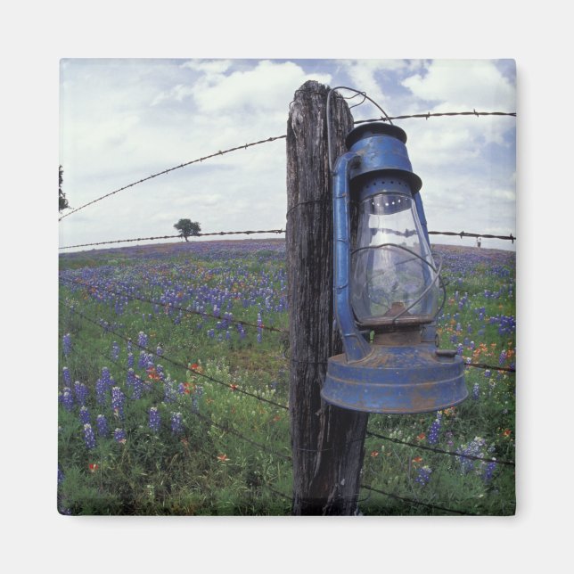 N.A., USA, Texas, Llano, Blue Lantern, Oak tree Magnet (Vorne)