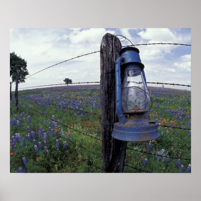 N.A., USA, Texas, Llano, Blue Lantern, Oak tree Poster (Vorne)