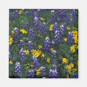 N.A., USA, Texas, Marmorfälle, Blue Bonnets Magnet