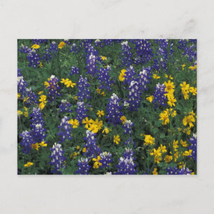 N.A., USA, Texas, Marmorfälle, Blue Bonnets Postkarte
