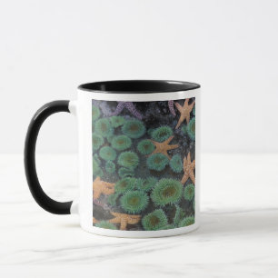 N.A., USA, Washington, Olympic National Park Tasse