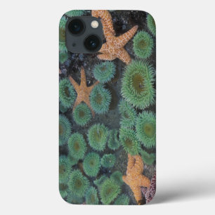 N.A., USA, Washington, Olympic-Nationalpark Case-Mate iPhone Hülle