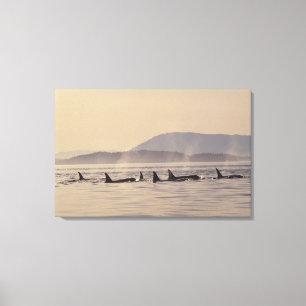 N.A., USA, Washington, San Juan Inseln Orca Leinwanddruck