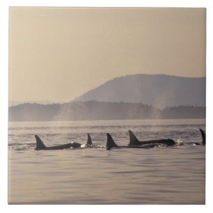 N.A., USA, Washington, San Juan Islands Orca Fliese
