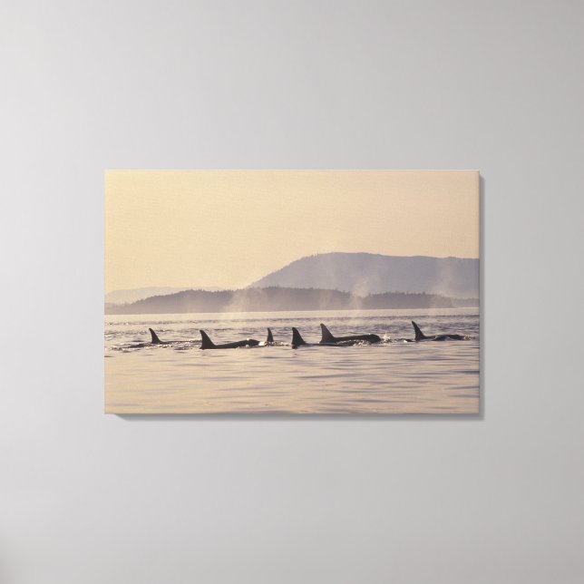 N.A., USA, Washington, San Juan Islands Orca Leinwanddruck (Vorderseite)
