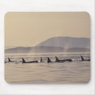 N.A., USA, Washington, San Juan Islands Orca Mousepad