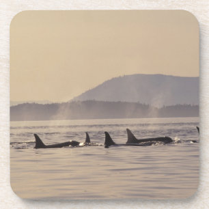N.A., USA, Washington, San Juan Islands Orca Untersetzer