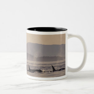 N.A., USA, Washington, San Juan Islands Schwertwal Zweifarbige Tasse