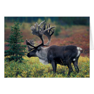 NA, États-Unis, Alaska, Denali NP, Bull caribou 3