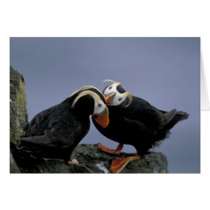 NA, États-Unis, Alaska, mer de Béring, Pribilofs.