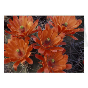 NA, États-Unis, Arizona, San Xavier. Cactus Claret