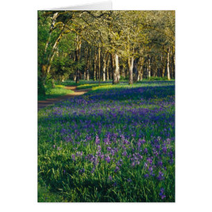 NA, États-Unis, Oregon, Salem. Champ de camas et 3