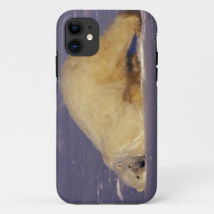 NA, Kanada, Manitoba, Churchill, Eisbär Case-Mate iPhone Hülle