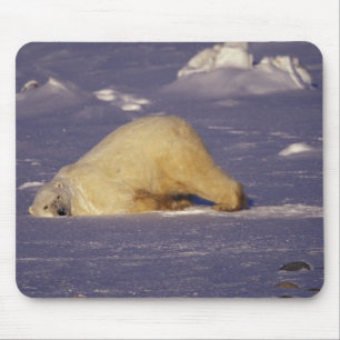 NA, Kanada, Manitoba, Churchill, Eisbär Mousepad