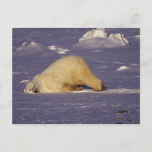 NA, Kanada, Manitoba, Churchill, Eisbär Postkarte