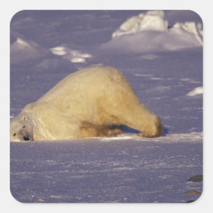 NA, Kanada, Manitoba, Churchill, Eisbär Quadratischer Aufkleber