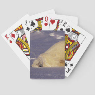 NA, Kanada, Manitoba, Churchill, Eisbär Spielkarten