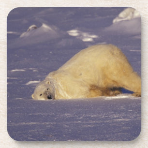 NA, Kanada, Manitoba, Churchill, Eisbär Untersetzer