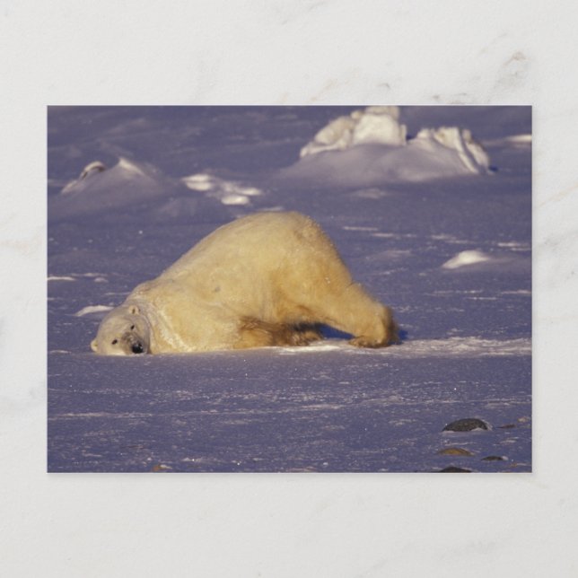 NA, Kanada, Manitoba, Churchill, Polar Postkarte (Vorderseite)