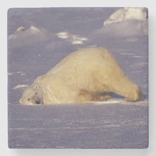 NA, Kanada, Manitoba, Churchill, Polar Steinuntersetzer