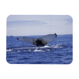 NA, Kanada, Neufundland, Trinity Bay. Buckelwal Magnet