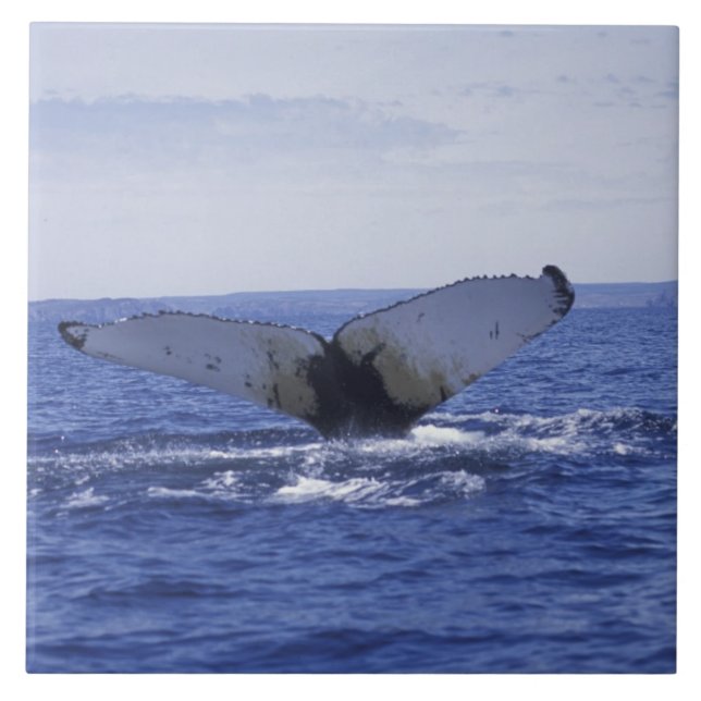 NA, Kanada, Neufundland, Trinity Bay. Humpback Fliese (Vorderseite)