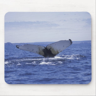NA, Kanada, Neufundland, Trinity Bay. Humpback Mousepad