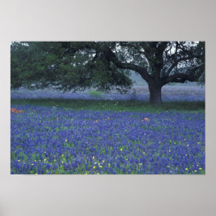 NA, Texas, Devine, Eichen und blaue Bonnet-Blumen Poster