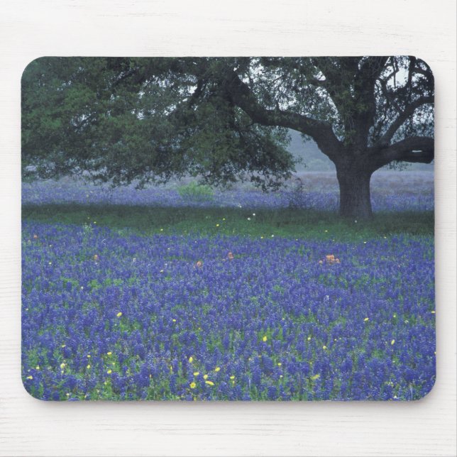 NA, Texas, Devine, Eichen und blaue Bonnets Mousepad (Vorne)