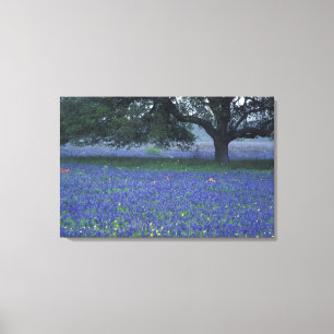 NA, Texas, Devine, Eichen und blaue Mohnblumen Leinwanddruck