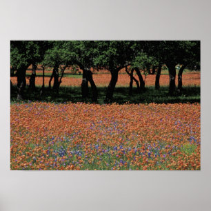 NA, Texas, Texas Hill Country, Buchan Dam, Poster