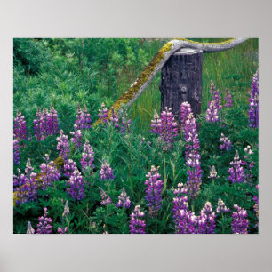NA, USA, Alaska, Aleuten, Unalaska, Poster