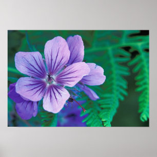 NA, USA, Alaska, Aleuten, Wild Poster