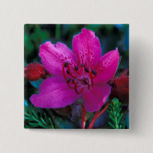 NA, USA, Alaska, Aleuten, Wildblumen Button