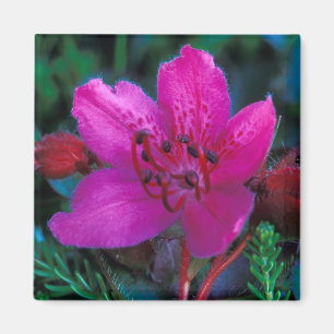 NA, USA, Alaska, Aleuten, Wildblumen Magnet