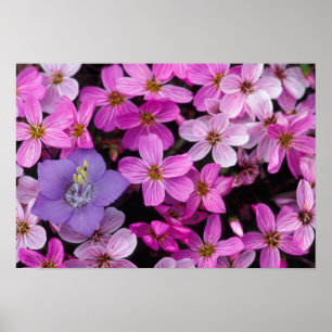 NA, USA, Alaska, Aleuten, Wildblumen Poster
