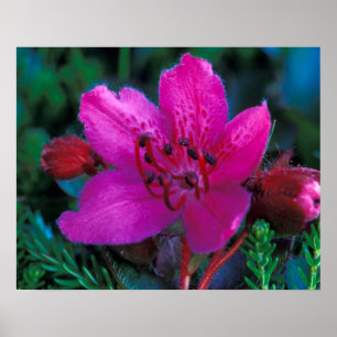 NA, USA, Alaska, Aleuten, Wildblumen Poster