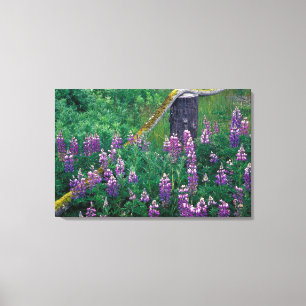 NA, USA, Alaska, Aleutian Islands, Unalaska, Leinwanddruck