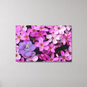 NA, USA, Alaska, Aleutian Islands, Wildblumen 2 Leinwanddruck
