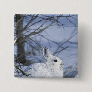 NA, USA, Alaska. Arktisches Nationalwildlife Button