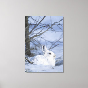 NA, USA, Alaska. Arktisches Nationalwildlife Leinwanddruck