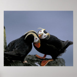 NA, USA, Alaska, Bering Sea, Pribilofs. gespannt Poster