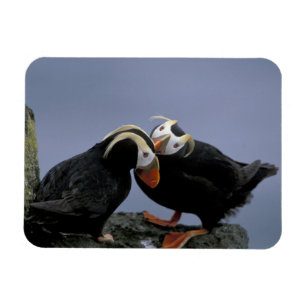 NA, USA, Alaska, Beringmeer, Pribilofs. Schopf- Magnet