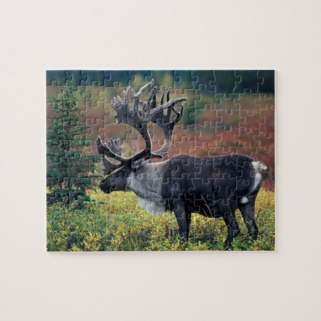 NA, USA, Alaska, Denali NP, Bull caribou 3 (Horizontal)