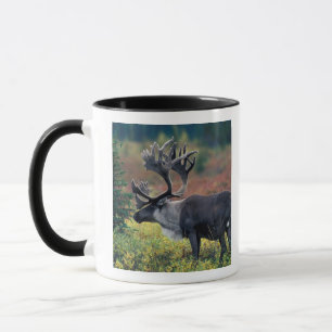 NA, USA, Alaska, Denali NP, Bull caribou 3 Tasse