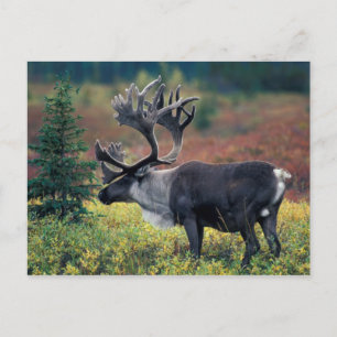 NA, USA, Alaska, Denali NP, Bull Karibu 3 Postkarte
